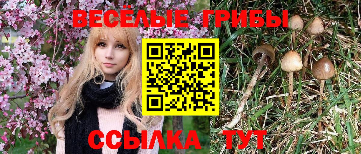 Коряжма  Псилоцибиновые грибы MAGIC MUSHROOMS  Вход с VPN  Псилоцибиновые грибы MAGIC MUSHROOMS 